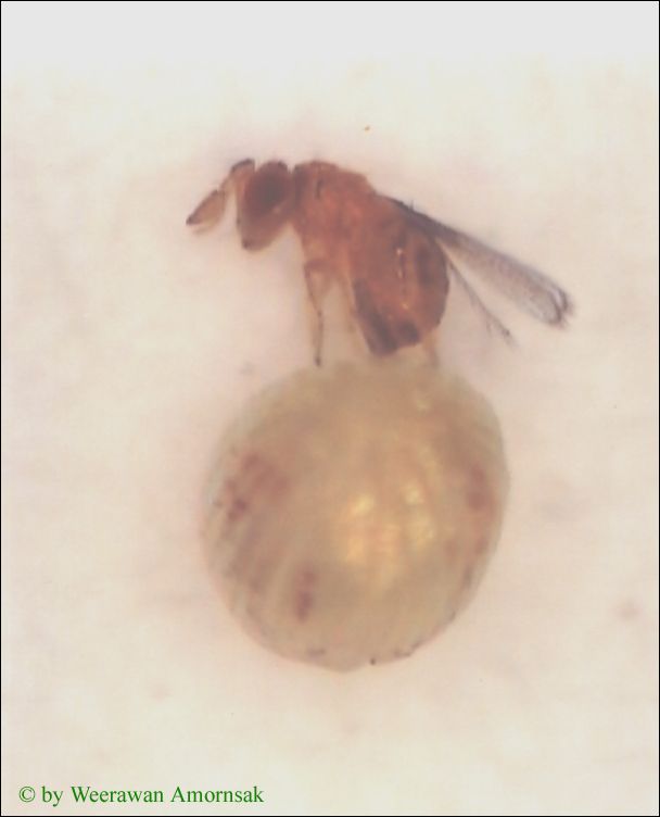 Inserting on Helicoverpa armigera egg